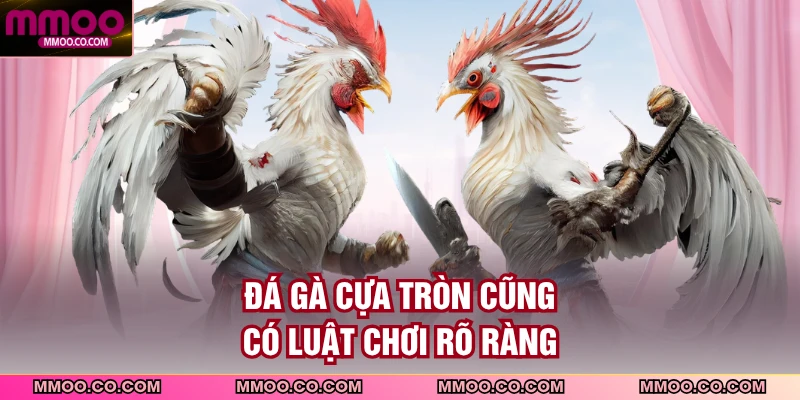 Đá gà cựa tròn cũng có luật chơi rõ ràng